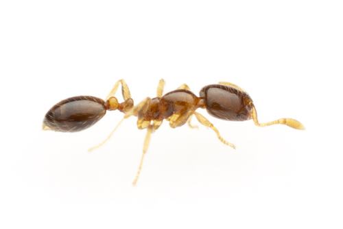Solenopsis pictaSolenopsis picta