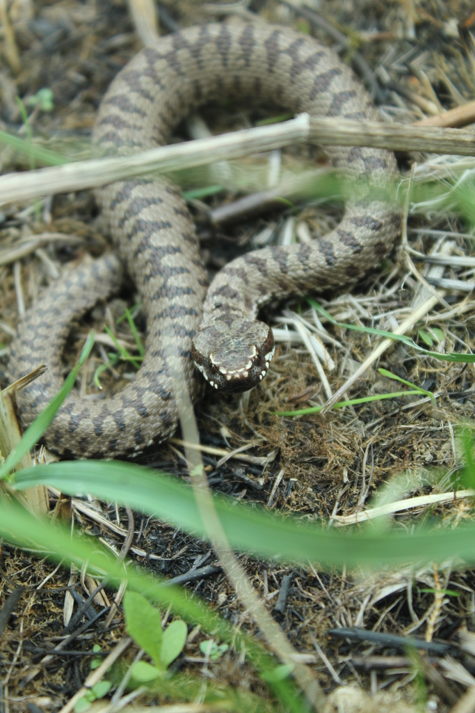 Balkan Cross Adder from Brodski Drenovac, Hrvatska on May 1, 2015 at 04 ...