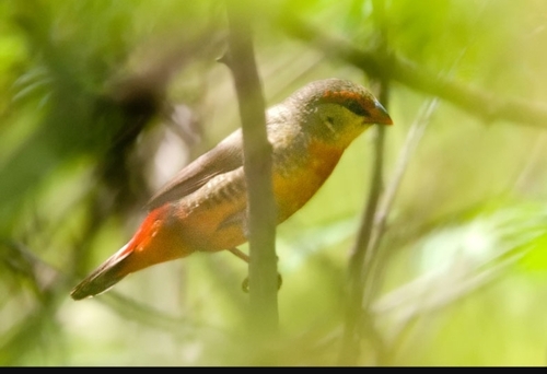 Orange-breasted Waxbill