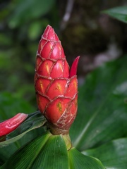 Costus pulverulentus image