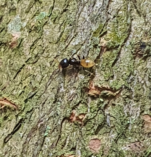 Linepithema keiteli · BioDiversity4All