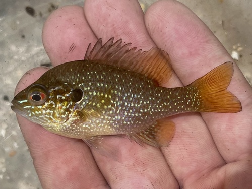 Dollar Sunfish