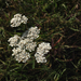 Achillea millefolium collina - Photo (c) paolapalazzolo, todos os direitos reservados, uploaded by paolapalazzolo