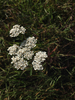 Achillea millefolium collina - Photo (c) paolapalazzolo, all rights reserved, uploaded by paolapalazzolo