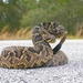 Eastern Diamondback Rattlesnake - Photo (c) Mudgie, all rights reserved, uploaded by Mudgie