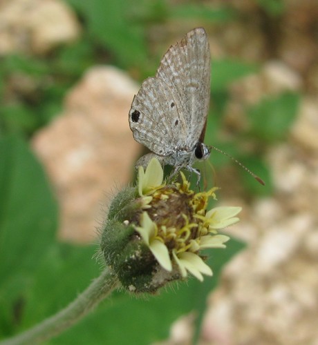 Hemiargus huntingtoni hannoides