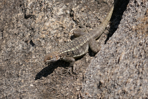Dumeril's Madagascar Swift