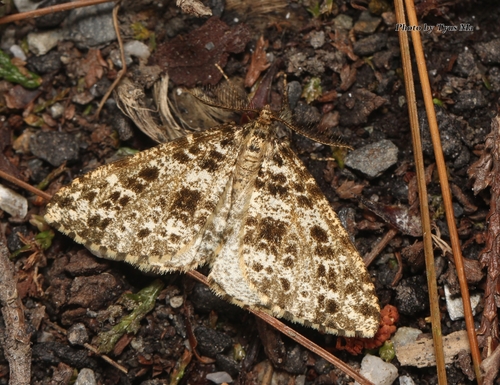Arichanna maculosa