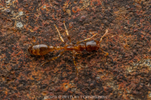 榕细长蚁Tetraponera microcarpa
