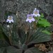 Primulina villosissima - Photo (c) HUANG QIN, todos los derechos reservados, subido por HUANG QIN