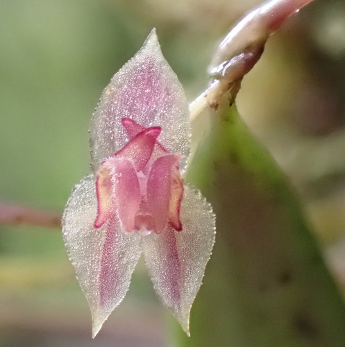 Lepanthes monoptera