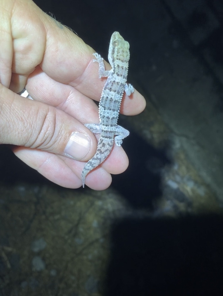 Phyllodactylus hispaniolae in March 2023 by frankcolacicco · iNaturalist