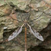 Tipula sinica - Photo (c) Fan Gao, all rights reserved, uploaded by Fan Gao