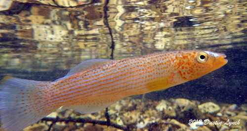 Disjunct Studfish