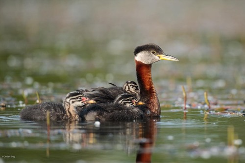 Red-necked Grebe
