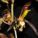 Catasetum saccatum - Photo (c) Alex Diaz, all rights reserved, uploaded by Alex Diaz