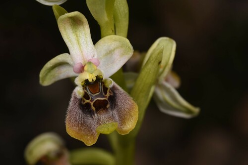 Ophrys bornmuelleri M.Schulze