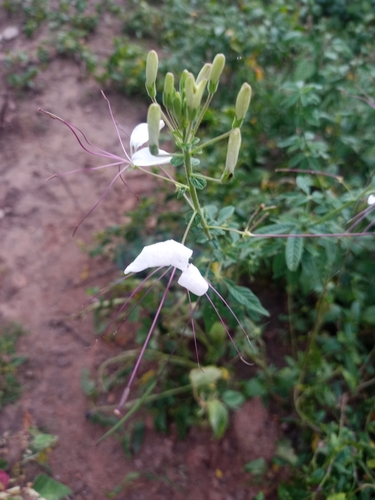 Tarenaya longicarpa
