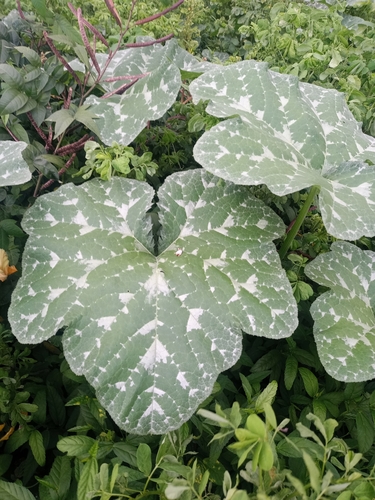 Squash