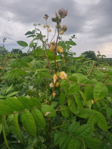 Coffee Senna