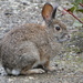 Brush Rabbit - Photo (c) mombliss, all rights reserved