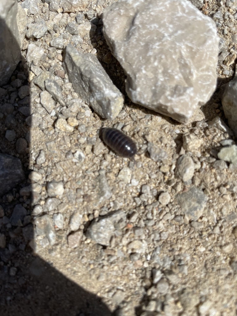 Common Pill Woodlouse from CA-9208, Algeciras, Cádiz, ES on 29 March ...