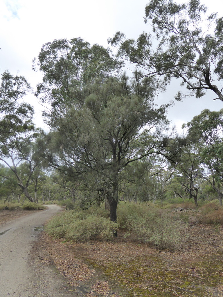 Buloke from Melton Bal, Victoria, Australia on March 29, 2023 by Stephen Hadley · iNaturalist