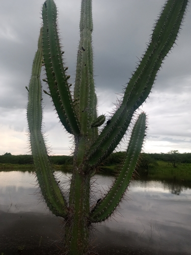 Cereus jamacaru jamacaru