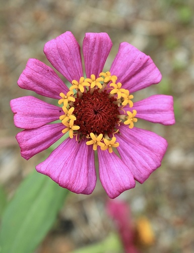 Elegant Zinnia