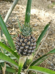Ananas comosus image