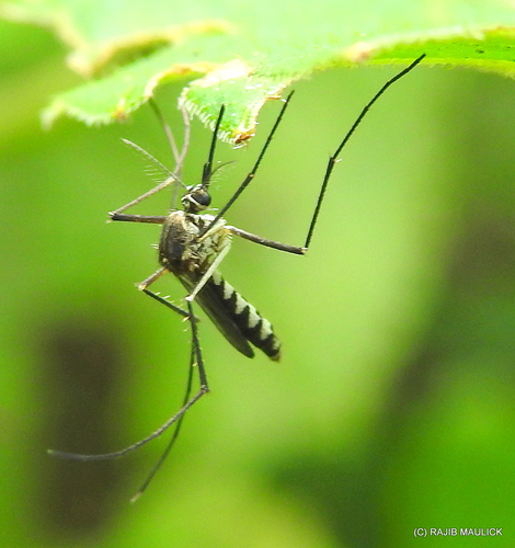 Armigeres subalbatus (Coquillett, 1898)