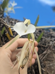 Brassavola nodosa image