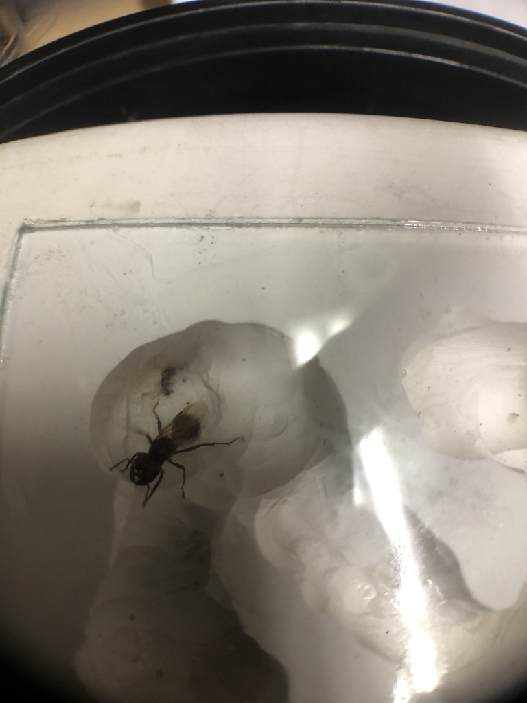 barbatus-group-harvester-ants-from-scottsdale-community-college