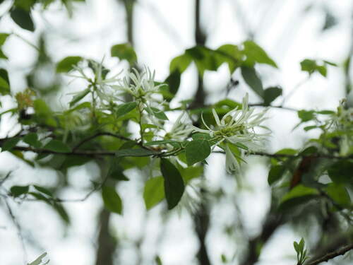 Chinese fringe flower