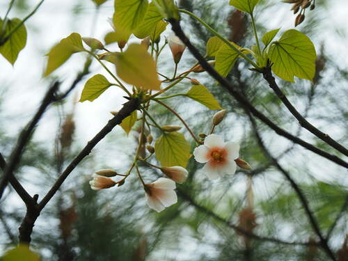 tung oil tree