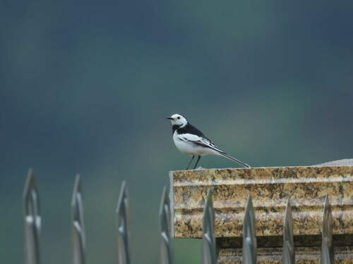 White Wagtail