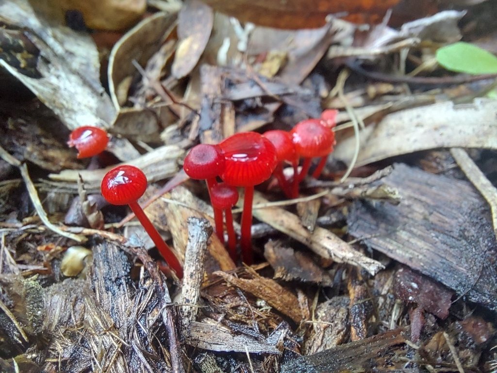Ruby Bonnot ruby bonnet from Upwey VIC 3158, Australia on March 30, 2023 at 04:44 ...