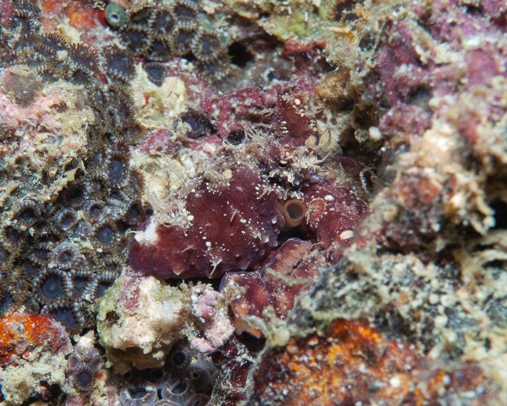 Typical Octopuses from Mandarin Fish Dive Site, Daanbantayan, Cebu ...