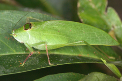 Phylloptera dimidiata image
