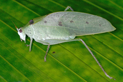 Phylloptera quinquemaculata image