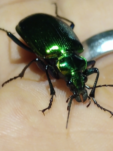 Texas Green Calosoma