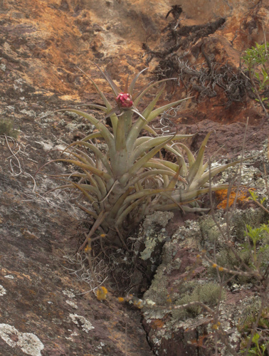 Tillandsia sphaerocephala Baker