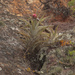 Tillandsia sphaerocephala - Photo (c) Ruth Ripley, כל הזכויות שמורות, הועלה על ידי Ruth Ripley