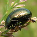 Saint John's Wort Beetle - Photo (c) Mike Silva, all rights reserved, uploaded by Mike Silva