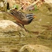 Emberiza tahapisi arabica - Photo (c) Yu Wang, all rights reserved, uploaded by Yu Wang