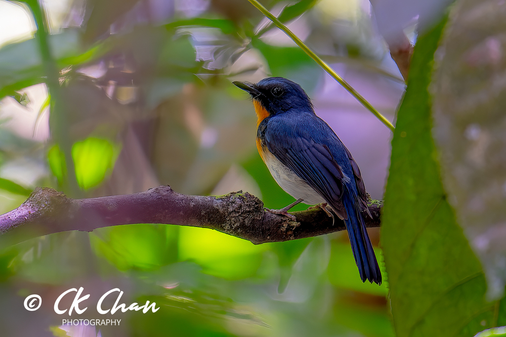 Indochinese Blue Flycatcher (Southern) from Hulu Langat, Selangor ...