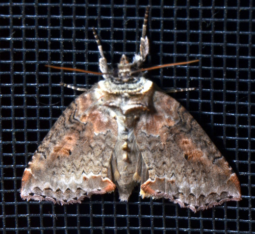 Tufted Thyatirine Moth