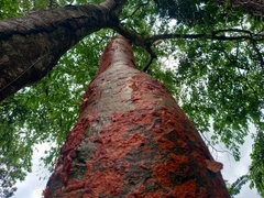 Bursera simaruba image