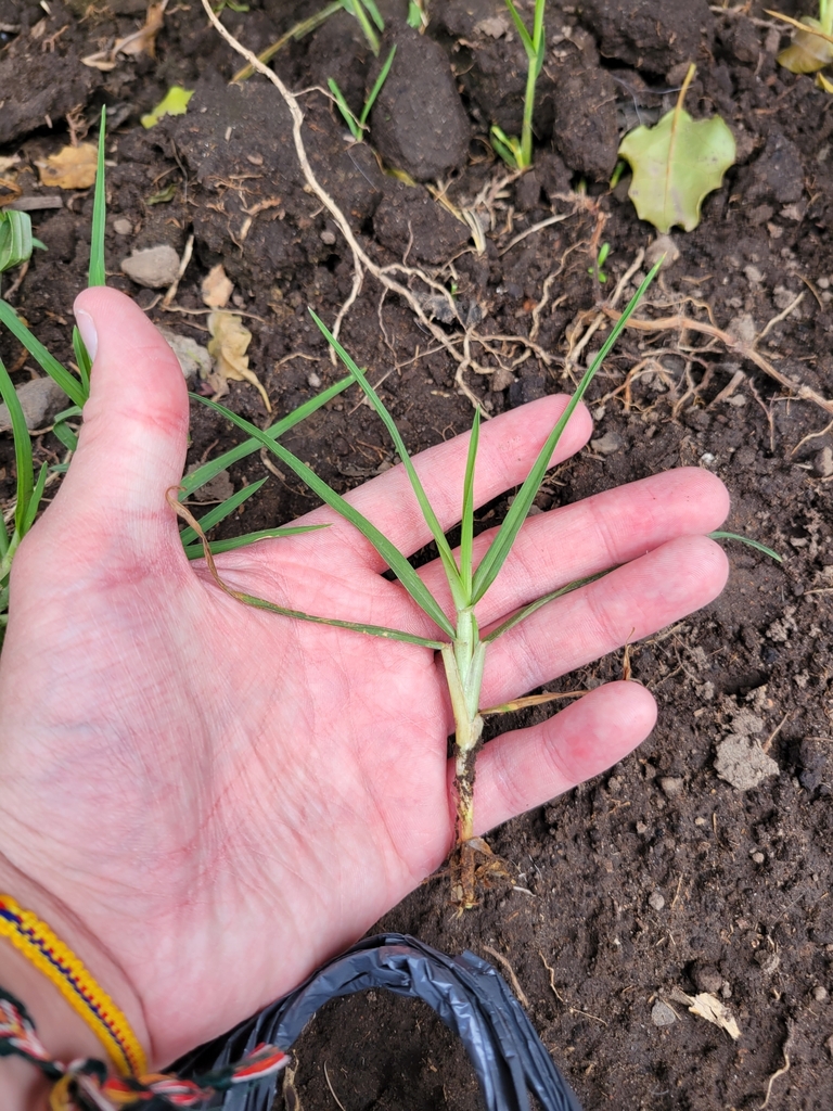 Kikuyu Grass from 170902, Ecuador on March 29, 2023 at 0153 PM by Edward Powers · iNaturalist
