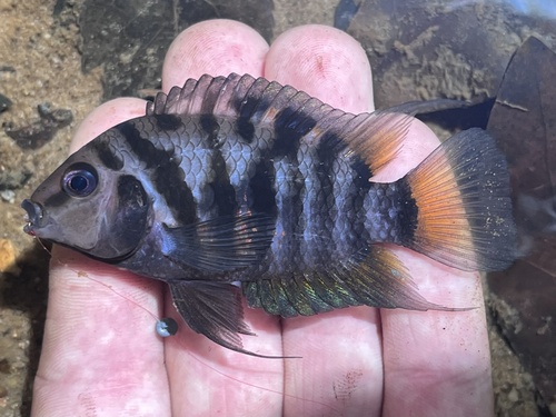 Convict Cichlid